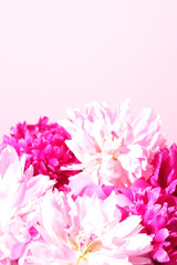 Pink peonies and leaves with hard shadow on pastel background. Trendy pattern, summer concept.