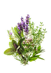 Herbs white background Basil sage thyme rosemary mint lavender