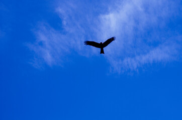 Bird in the blue sky