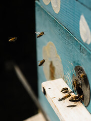 bees flying to a beehive