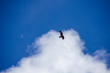 Obraz na płótnie Canvas Bird in the blue sky