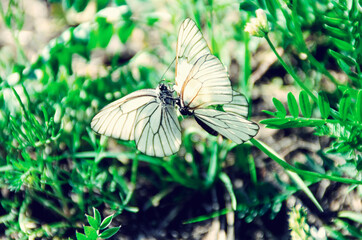 White butterfly in the grass