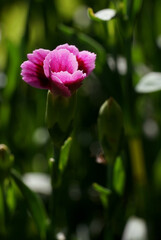 Fototapeta premium Dianthus barbatus - sweet William in garden