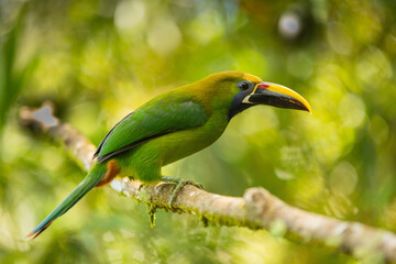  Laucharassari (Aulacorhynchus prasinus) in Costa Rica