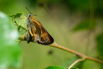 Close up image of a small woodland butterfly, the chequered skipper, with yellow spots on orange...