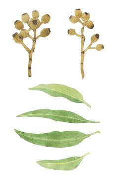 Watercolor eucaliptus leaves and berries branch. Floristic design elements for floristics.