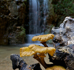 Mushrooms in a wood with a waterfall behind