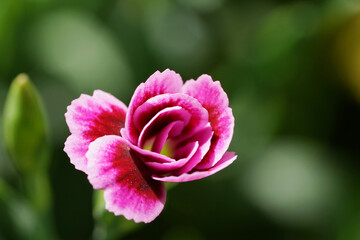 Dianthus barbatus - sweet William in garden