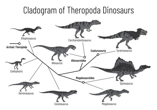 Cladogram of theropoda dinosaurs. Monochrome vector illustration on white background. Diagram showing relations among theropods - archaic theropoda, allosauroidae, megalosauroidae, coelurosauria. Dino