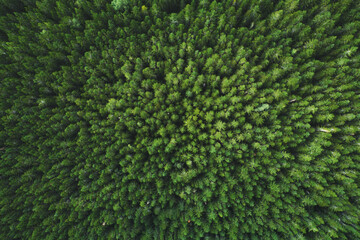 Aerial view coniferous forest trees drone landscape flying above woods scandinavian nature top down...