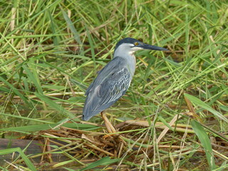 Striated Heron, also known as Mangrove Heron or Little Heron, (Butorides striata, Butorides striatus) Amazon Region near Manaus, Brazil