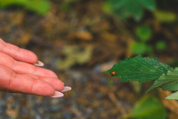 come on my hand little ladybug