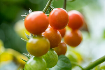 Cherry-tomatoes growing on the vine.