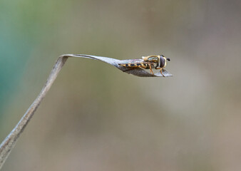 Small insect perched on a branch with the background out of focus