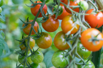 Cherry-tomatoes growing on the vine.