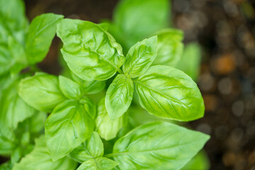 Basil planted in the field