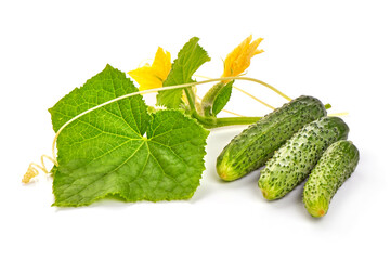 Fresh juicy cucumbers with leaf, isolated on white background