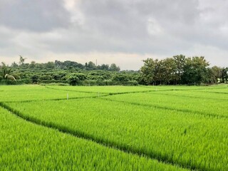 rice field in thailand