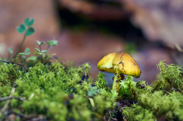 Small inedible mushroom with blur background