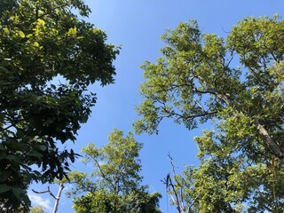 trees and blue sky