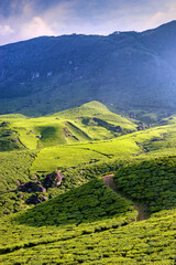 A picturesque view of Munnar in Kerala