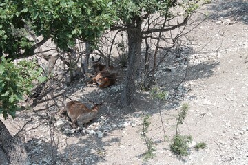 dead tree stump