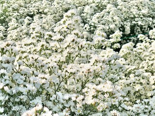 white flowers in the garden