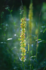 Verbascum densiflorum - a long stem of divisna and beautiful, developed, yellow flowers on it. They grow in a meadow with beautiful bokeh and light.