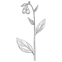 vector drawing comfrey