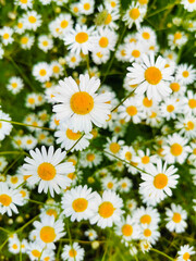 Fototapeta premium daisies in a garden