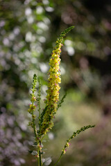 Naklejka premium Verbascum densiflorum - a long stalk of divisna and beautiful, developed, yellow flowers on it. They grow along a path in the woods with beautiful bokeh and light.