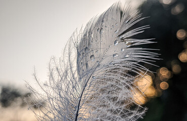 Bird feather with water drops.