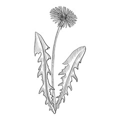 vector drawing dandelion © cat_arch_angel