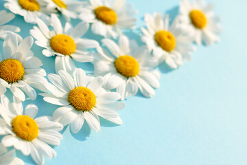 white chamomile on blue background. Beautiful Daisy pattern flowers template. spring and summer minimal concept