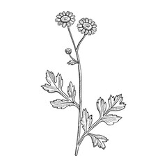vector drawing feverfew