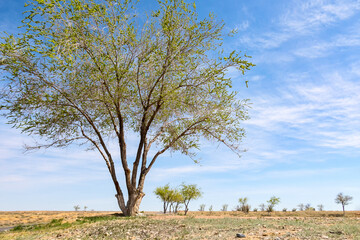 Clumsy tall tree on the background of the sun-scorched steppe and blue sky, Baikonur, Kazakhstan