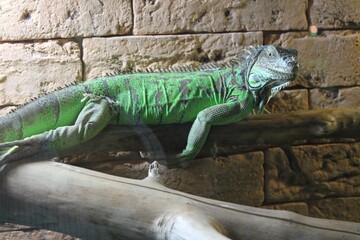 iguana on a branch