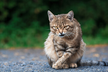 Cat with angry expression of snout sits on asphalt.