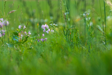 Colorful flowers in the meadow with green background.