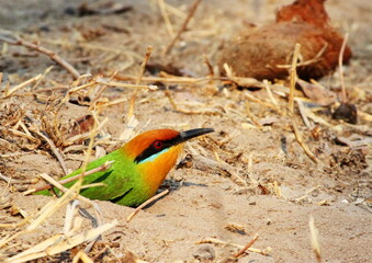 Bohms Bee Eater