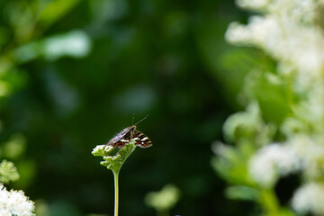 papillon
