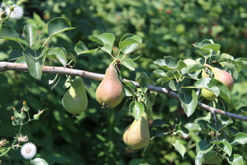 Green and red pears on tree
