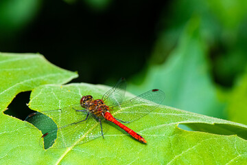 libellule - Sympetrum sanguineum - sympétrum sanguin - libellule rouge de Muller