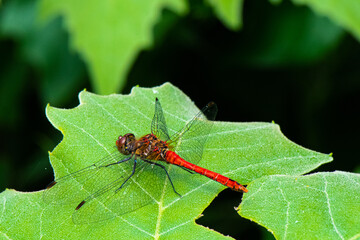 libellule - Sympetrum sanguineum - sympétrum sanguin - libellule rouge de Muller