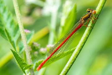 libellule - Sympetrum sanguineum - sympétrum sanguin - libellule rouge de Muller