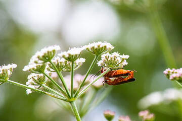 Téléphore fauve - Rhagonycha fulva