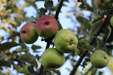 Green and red apples on tree