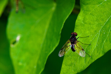 Naklejka premium Sepsis fulgens