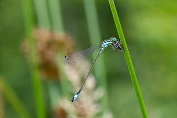 libellule -  Agrion à larges pattes