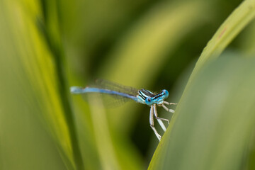 libellule -  Agrion à larges pattes